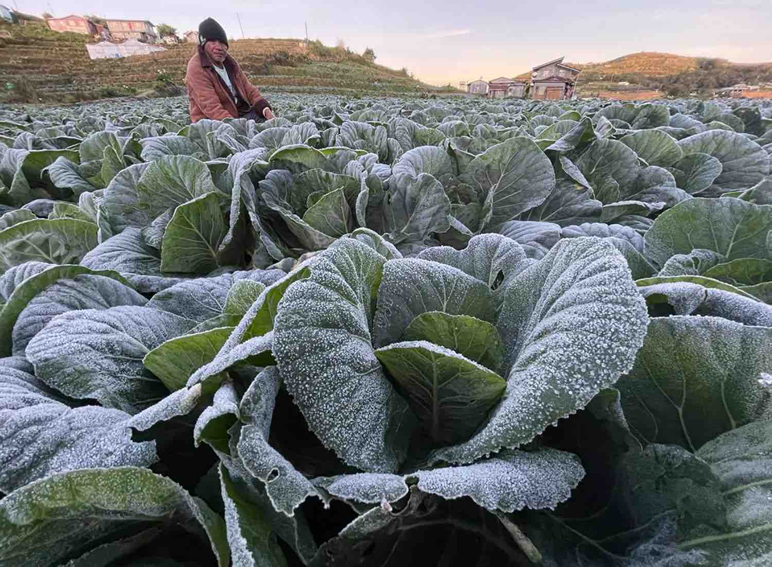 LOOK Frost hits cabbage patch in Atok, Benguet as temperature drops to